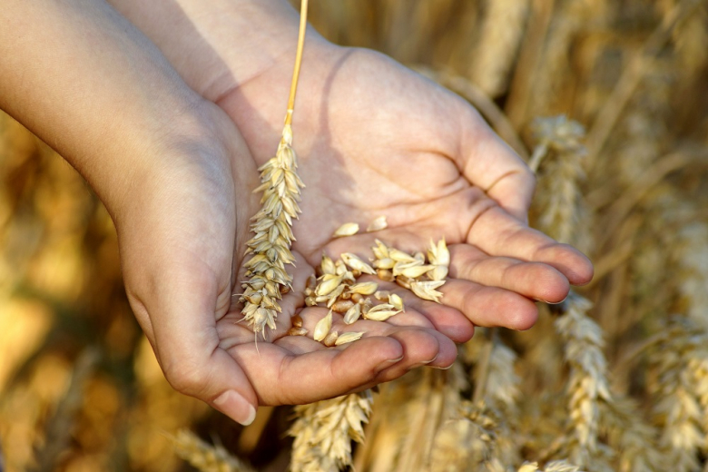 В России выпустили новый сорт высокоурожайной пшеницы